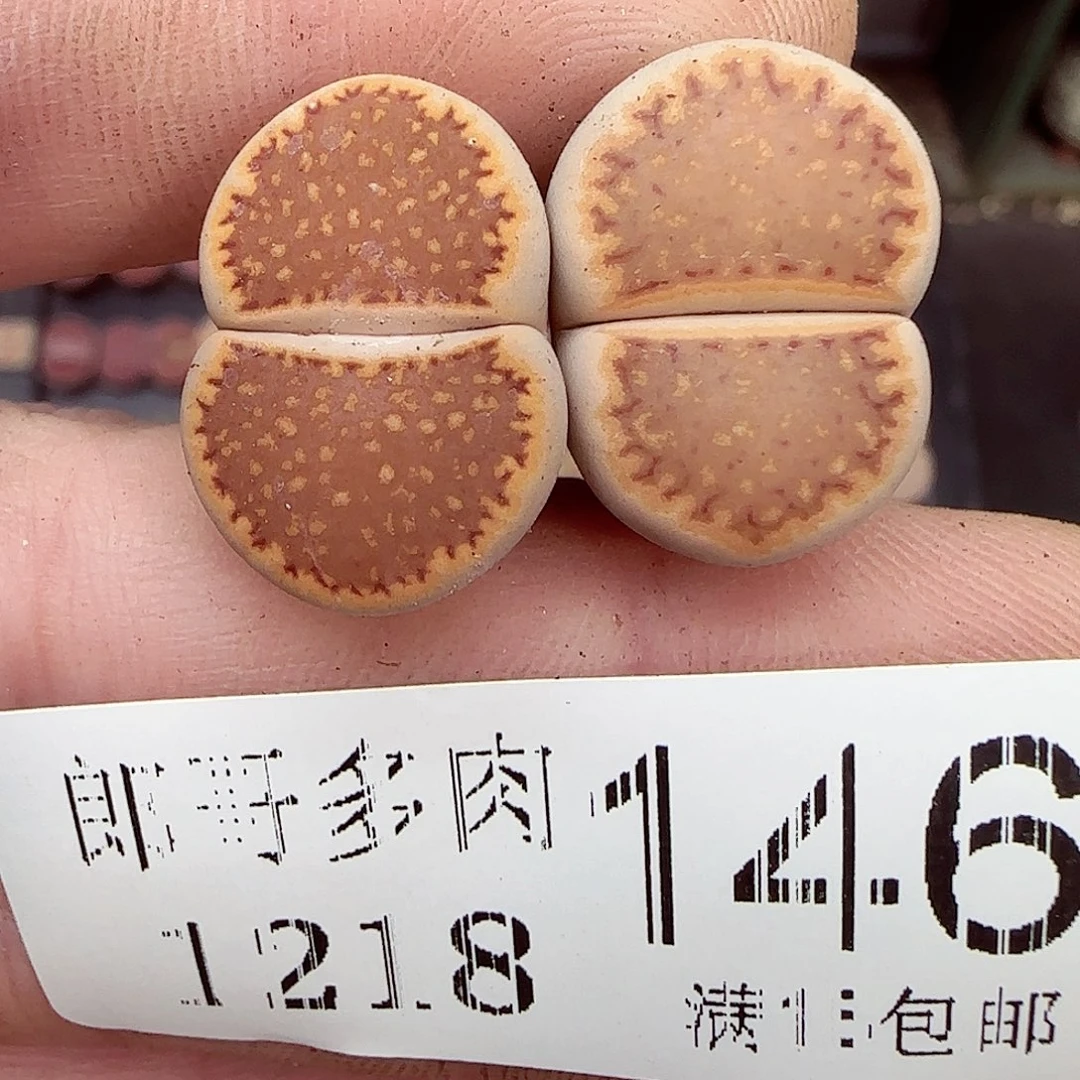 满满18包邮1218-146