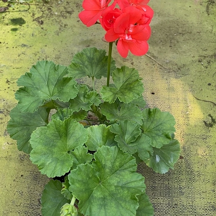 完全开放炫橙福利款