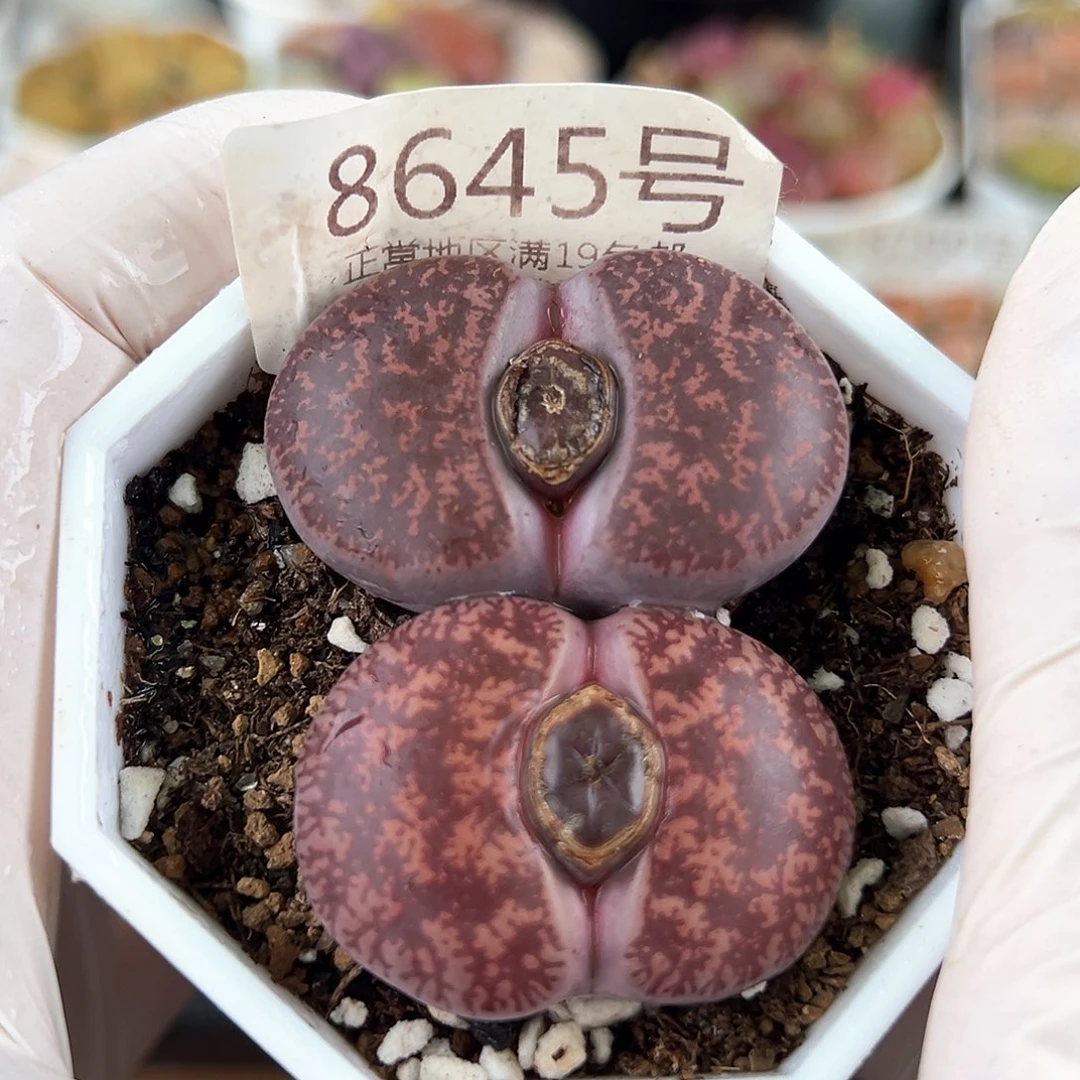 好养易活生石花大母本8645