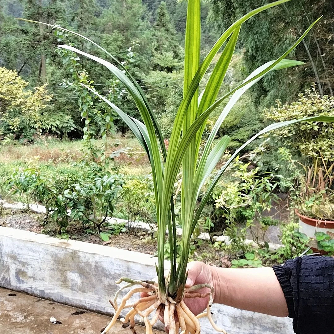 直播间一物一拍秋榜(原种)兰花参考开品,漏雨养殖苗,,看好下单