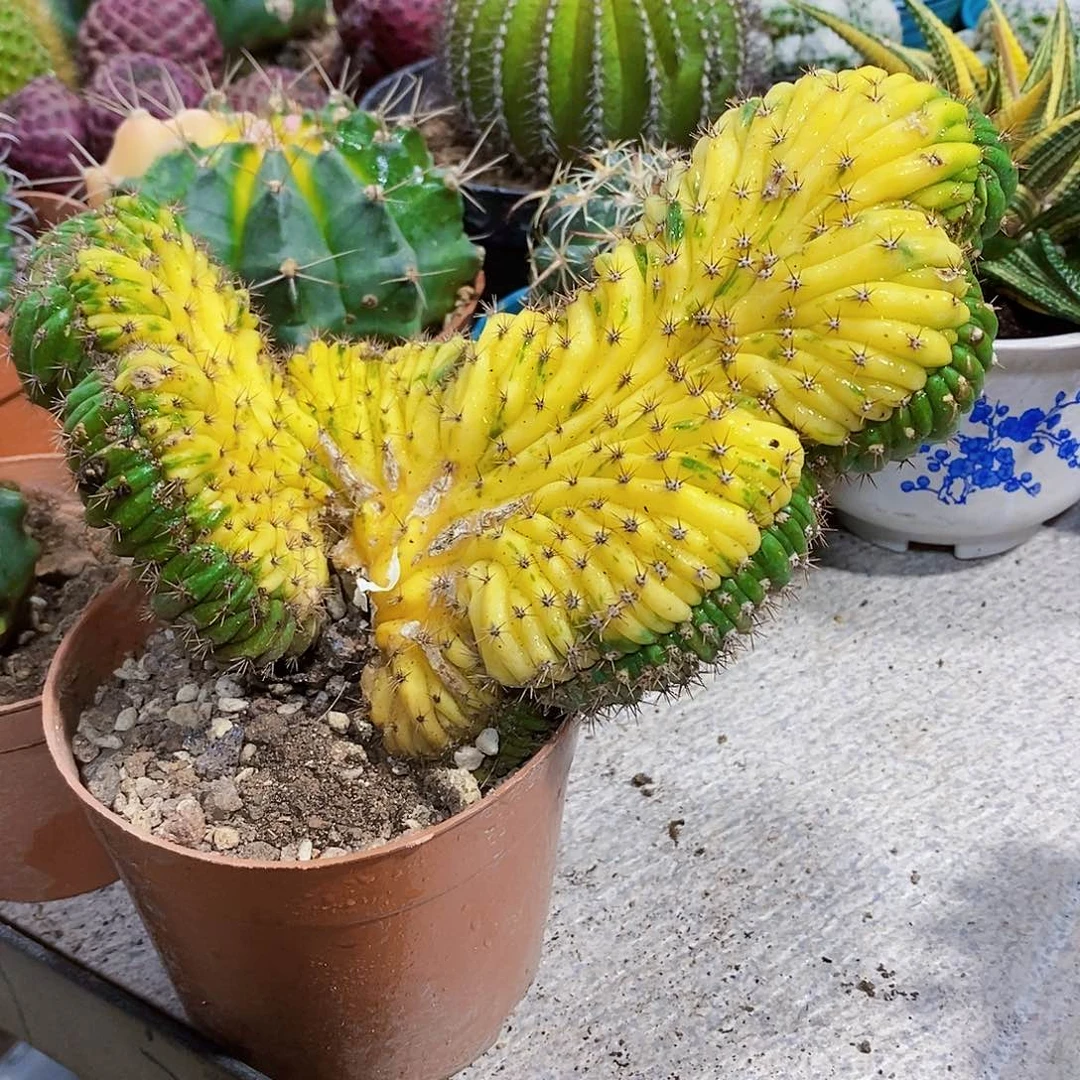 无花朵锦11111111111111111号