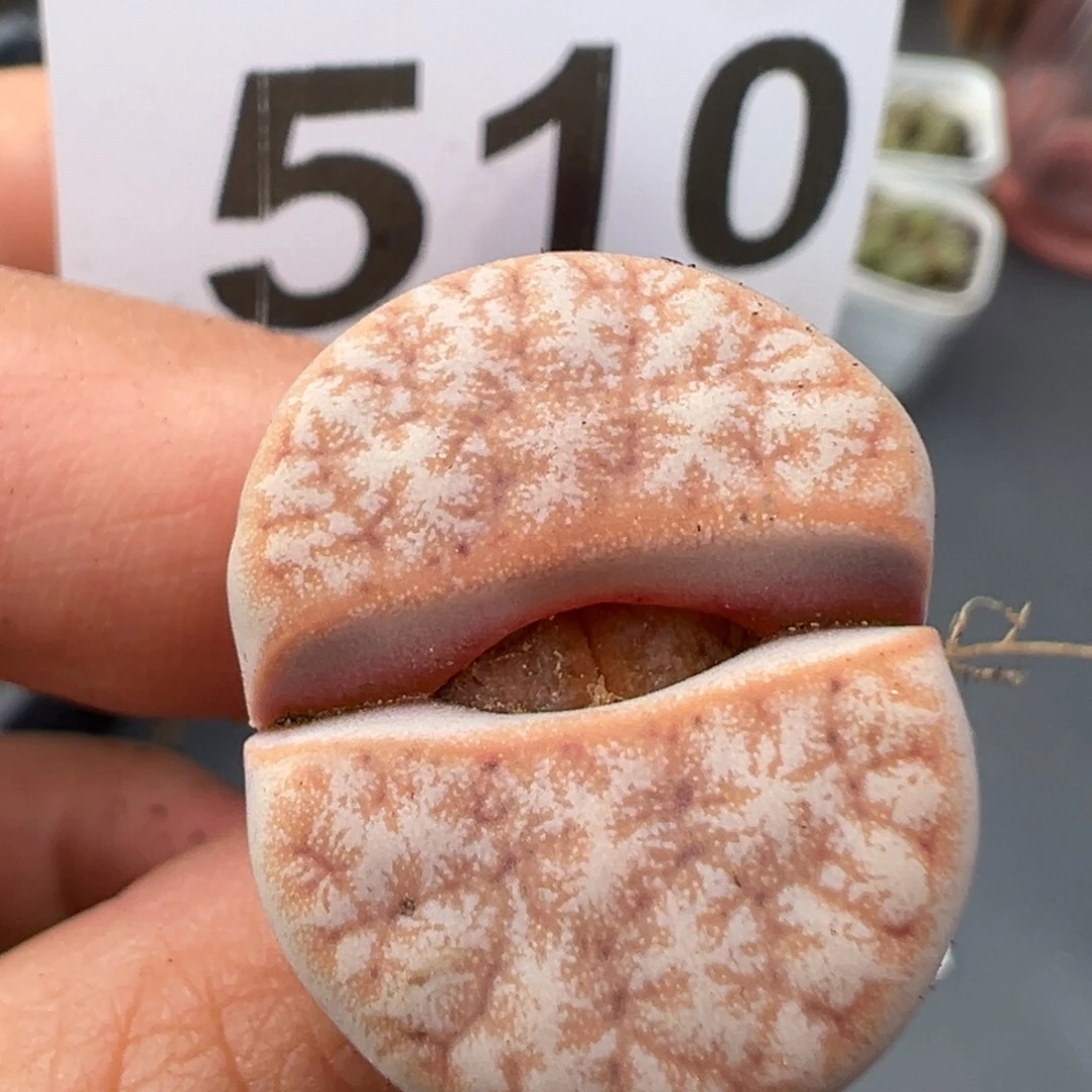 11.27好看的多肉脱土发货510