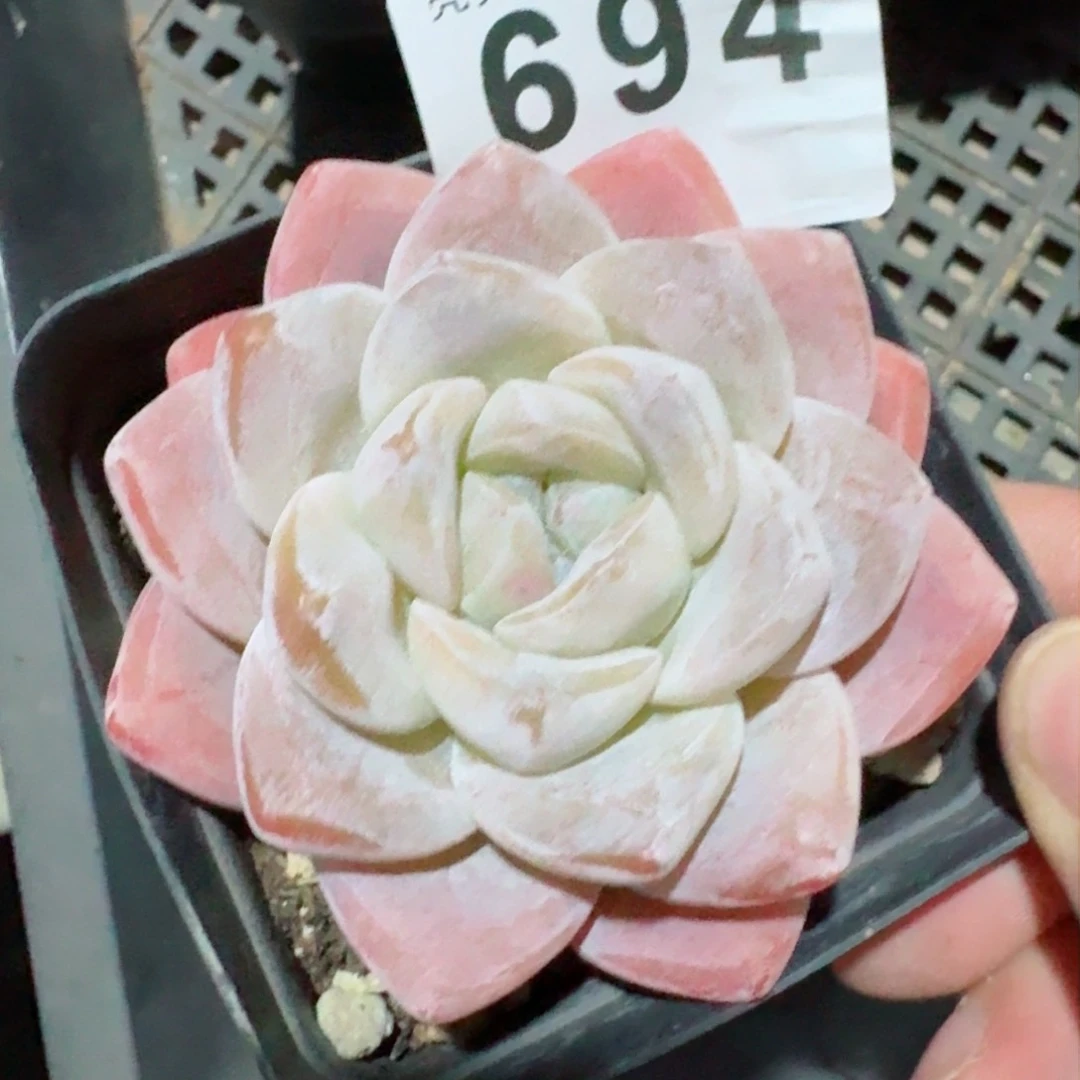 多肉植物开播福利捡漏