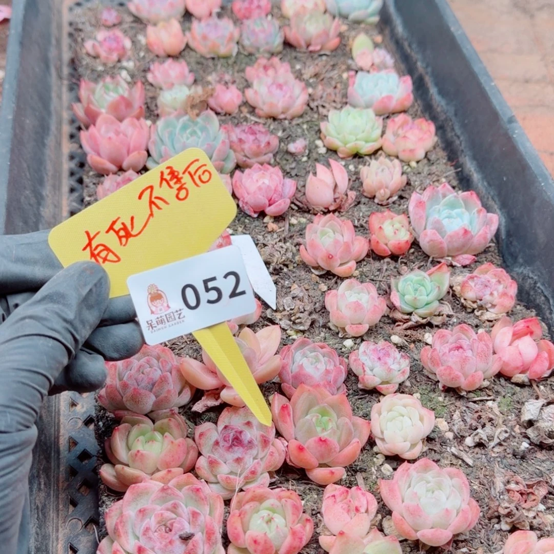 多肉植物多肉植物