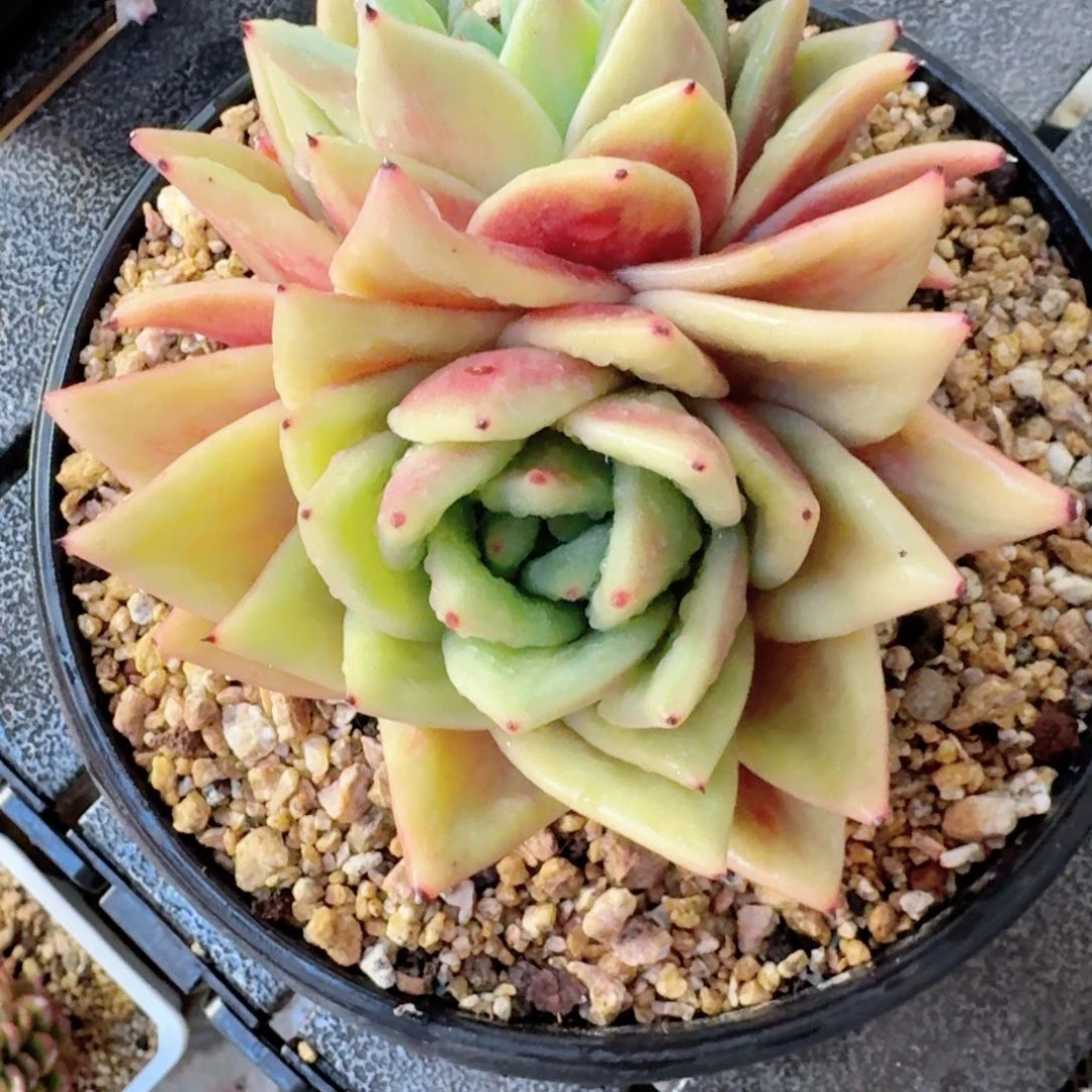 专拍链接多肉精品