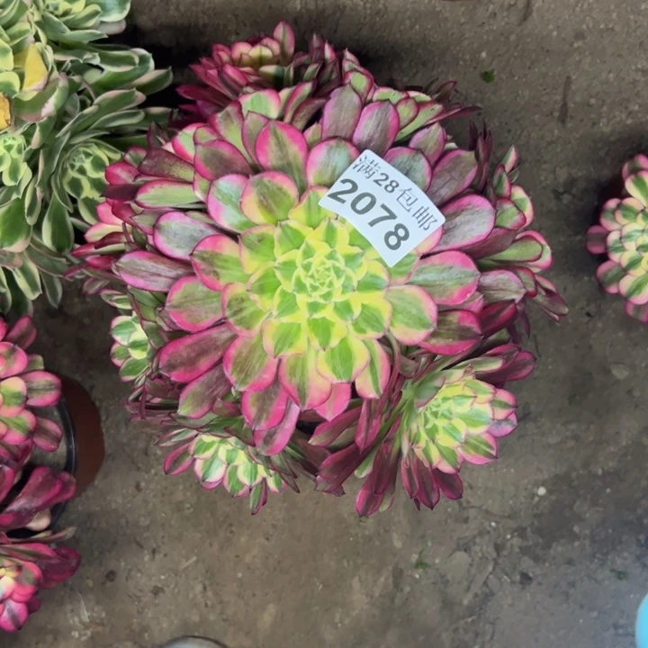 2078天河多肉植物