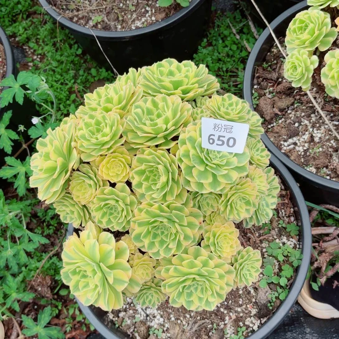 650 多肉植物法师锦