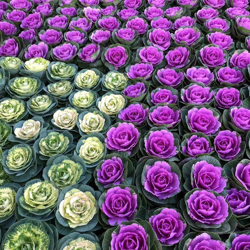 羽衣甘蓝苗多头老桩盆栽花苗绿植耐寒大苗盆景绿植北方可过冬植物