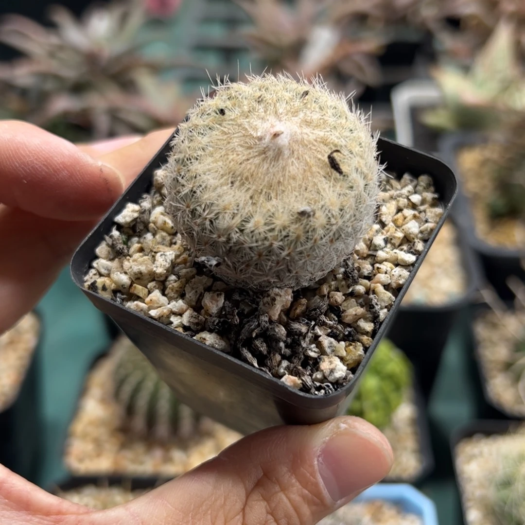 实生月世界 脱土发货多肉植物