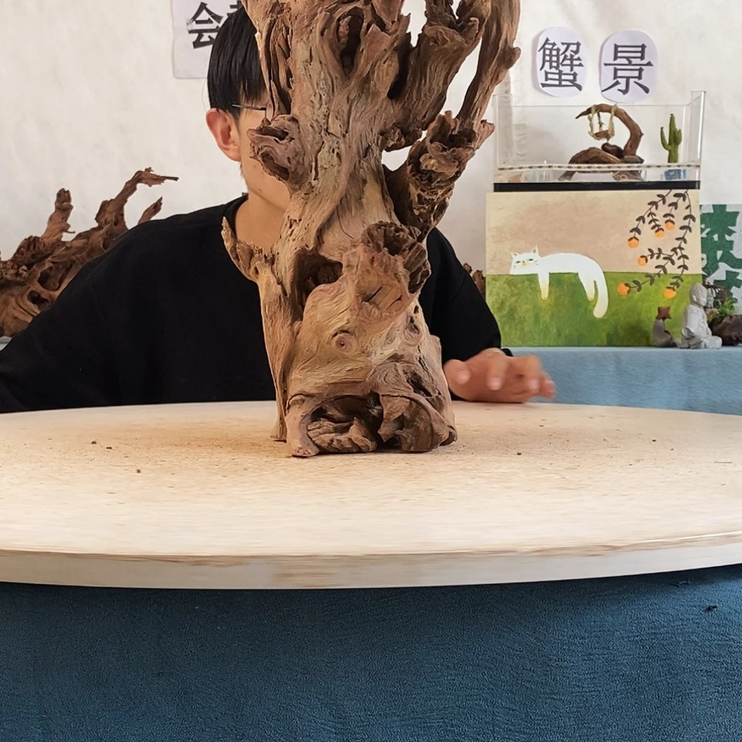 沉木造景寄居蟹造景