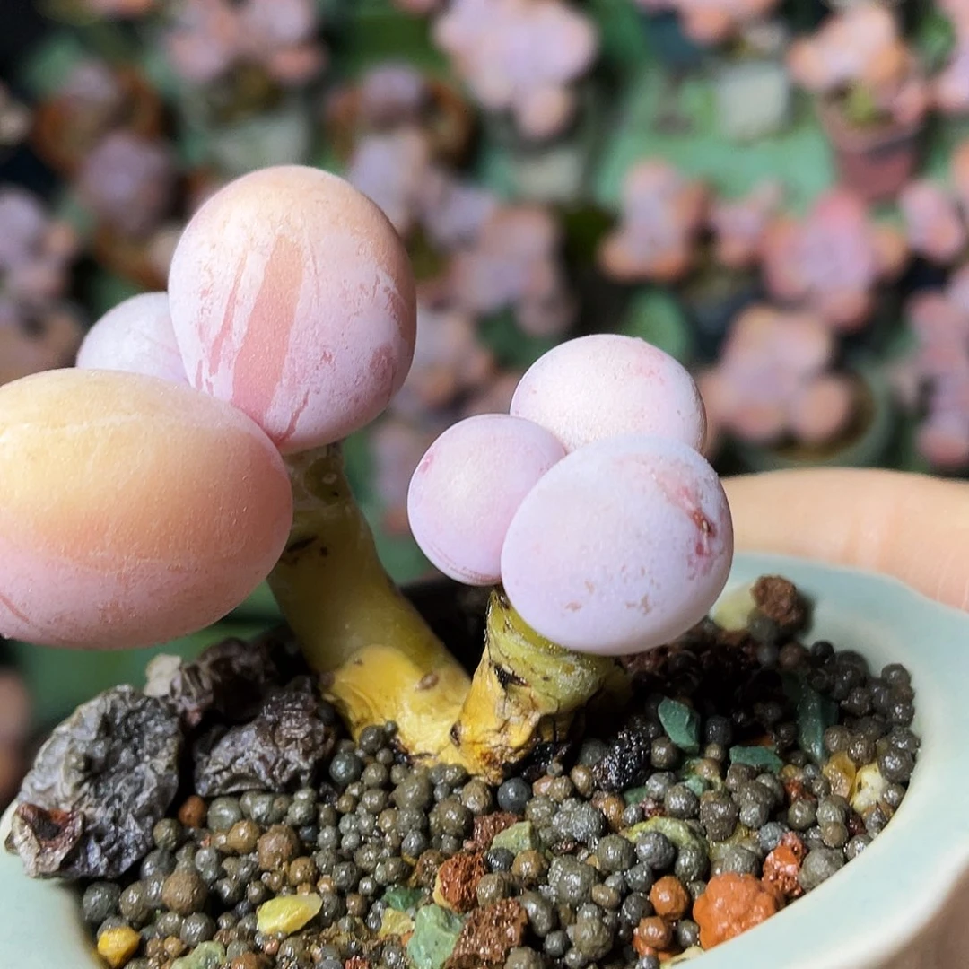 彪***子多肉植物的生长发育和生长发育