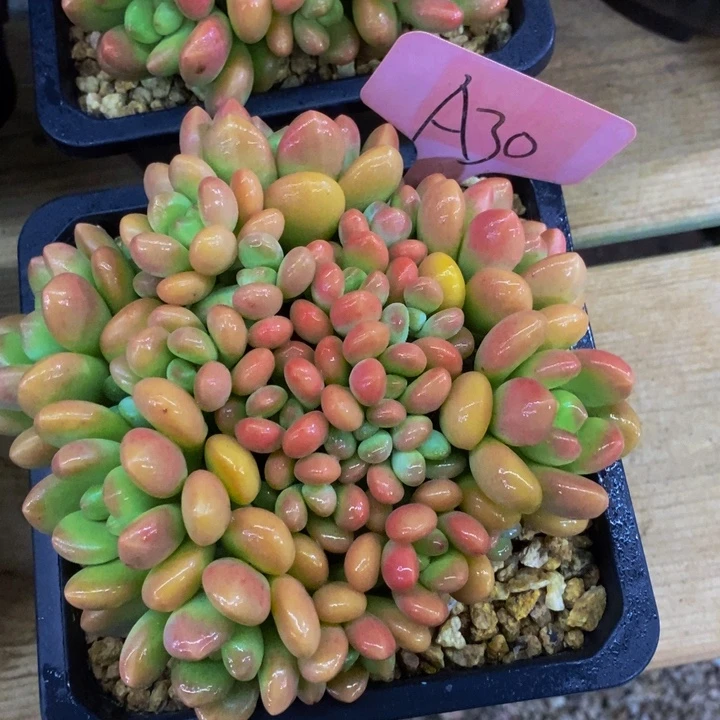 这么大岁数怎么会长