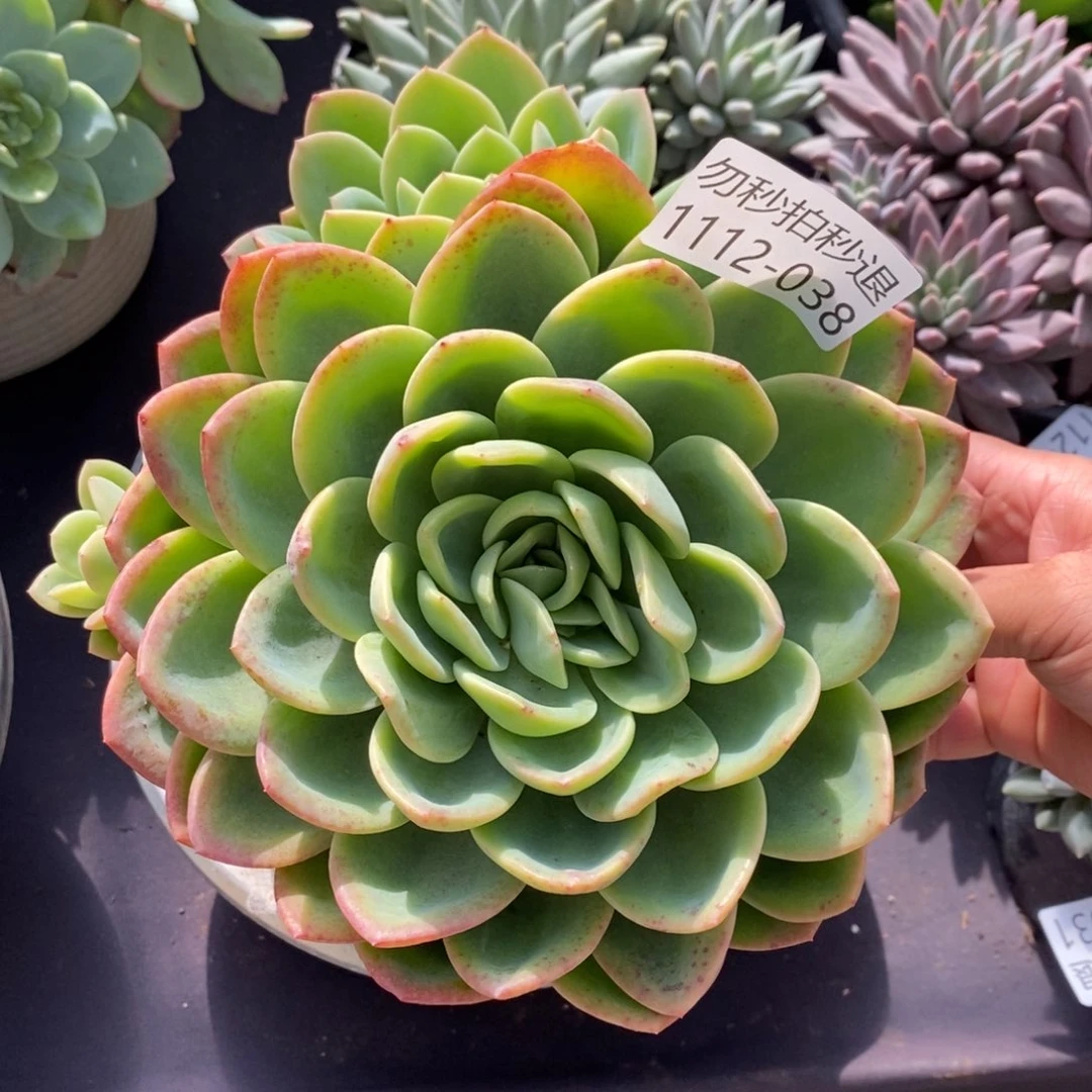 两单包邮1112-38柠檬茶