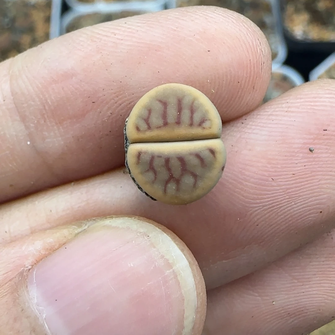 76 生石花大棚直播小型种线绚烂