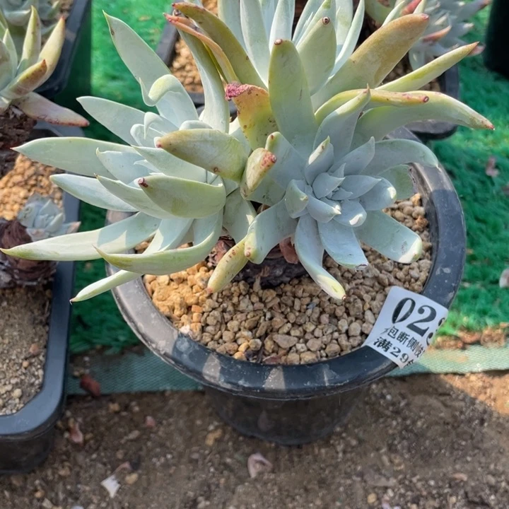 23号白衣圣徒多肉