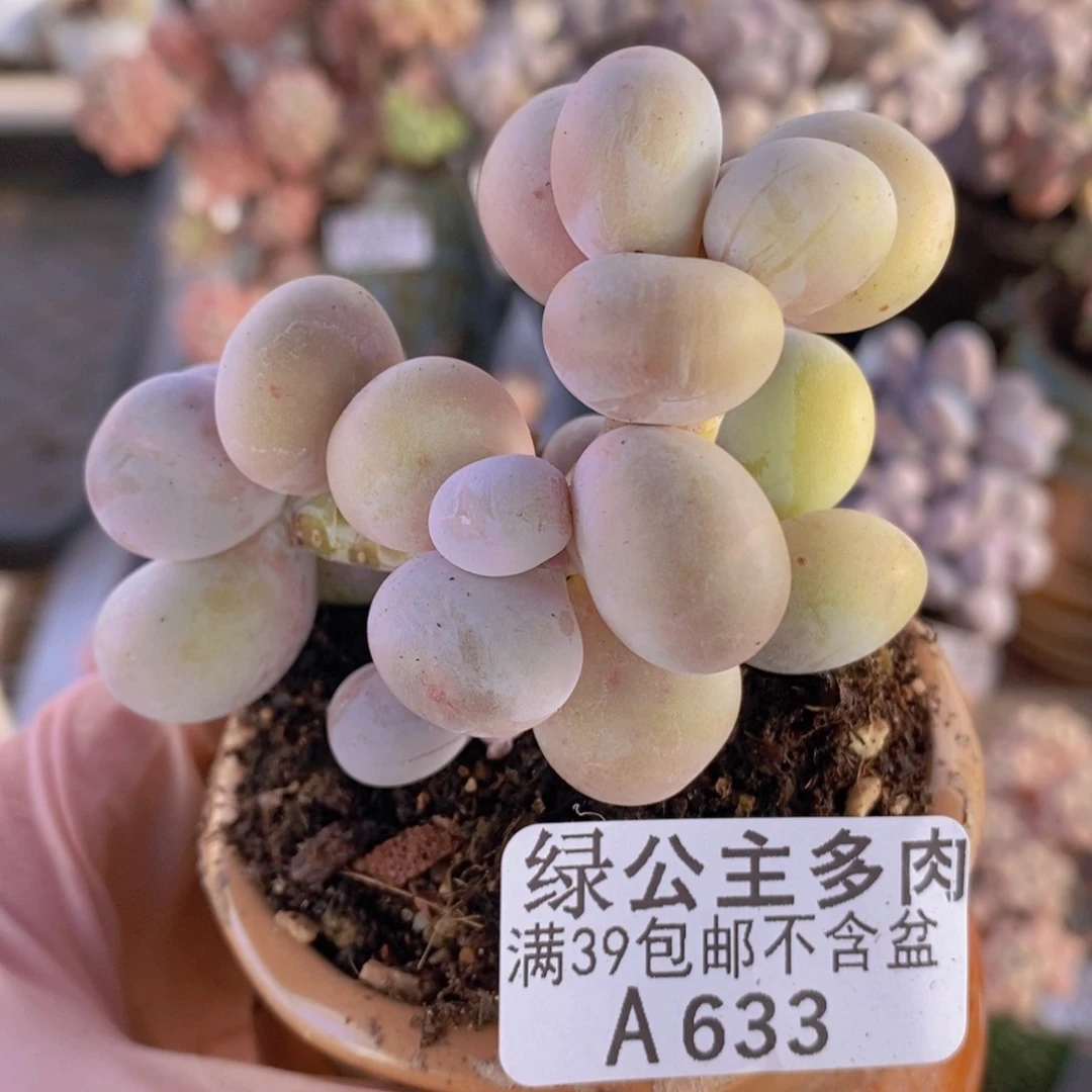 原始奶6cm633多肉植物
