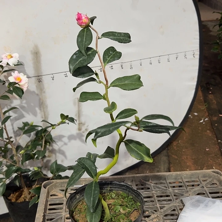 大部分花苞少量开放，祥龙