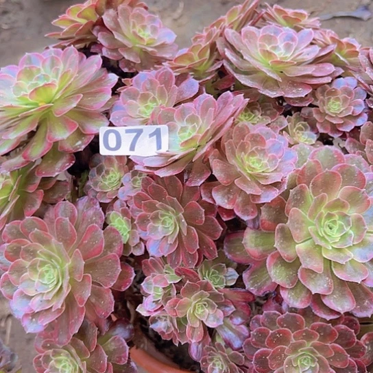 小***杨多肉植物一个有砍