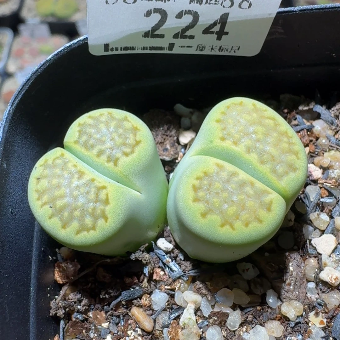 Sss精品生石花 224