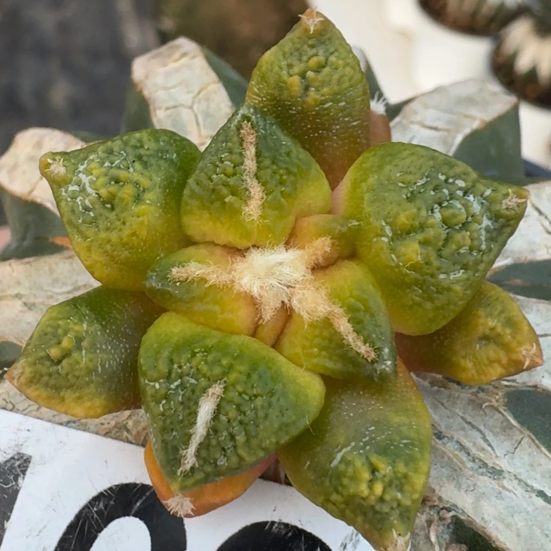 【闪购商品】大尤黑锦162