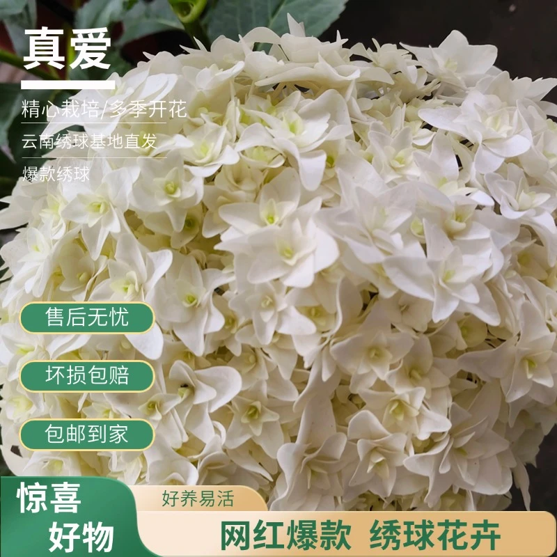 【真爱】白色绣球花 带花带花苞 爆销热款 老桩包邮基地直发