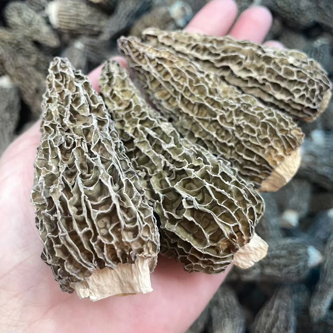 和泰隆 180头七妹羊肚菌(7-9寸) 汤料  1~500克