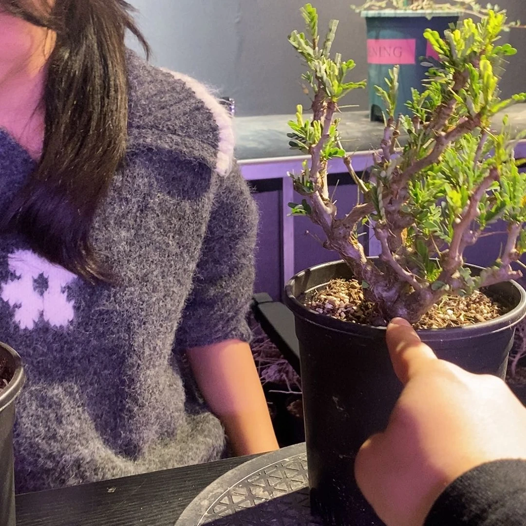 苏木沙漠实生一个