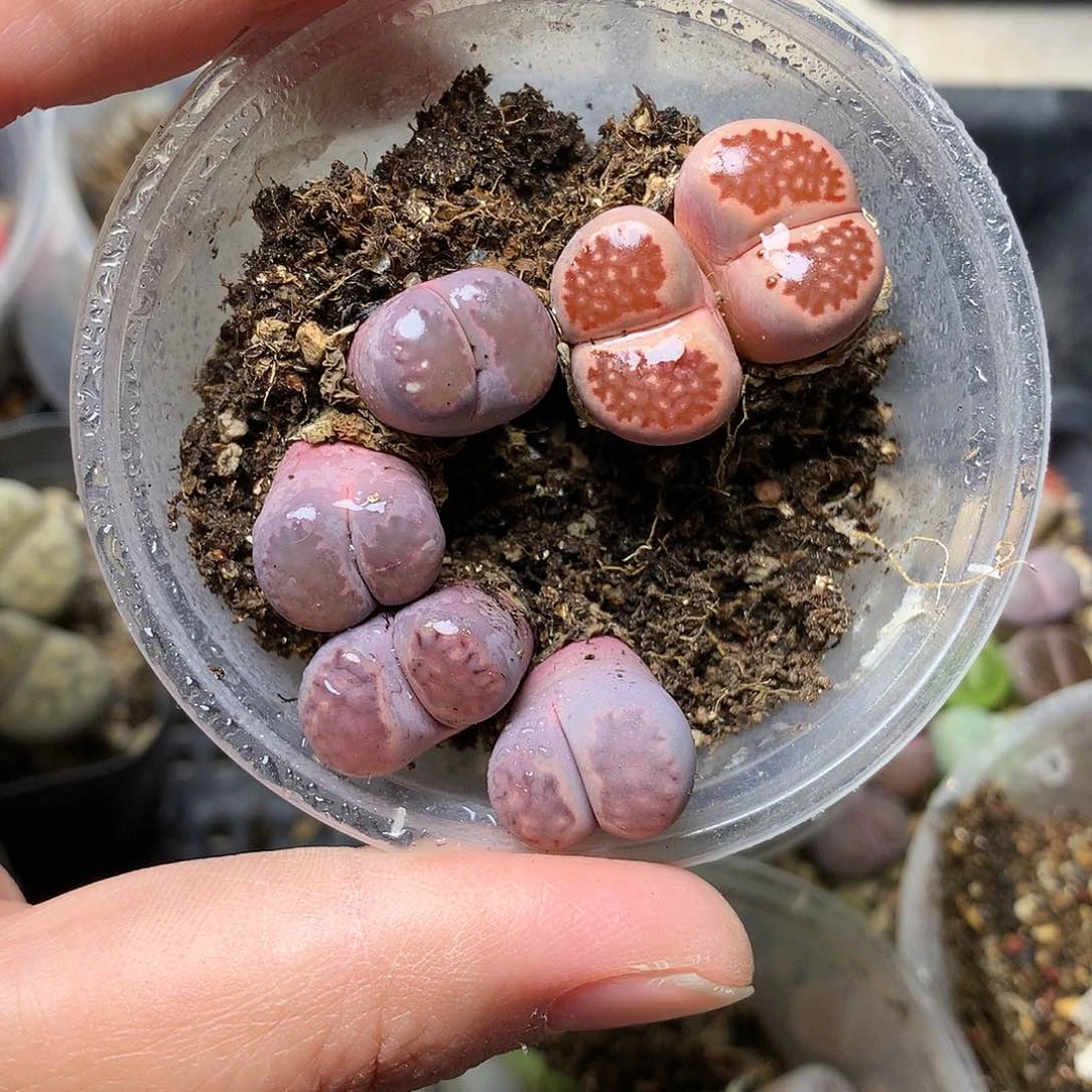 T372多肉植物保护