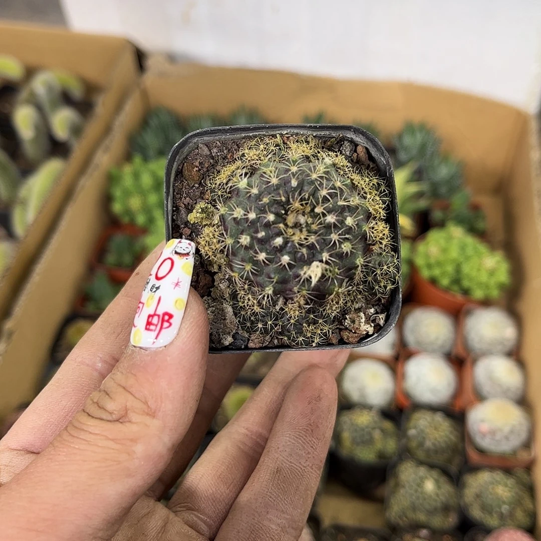 紫云士童单头发货有根发货