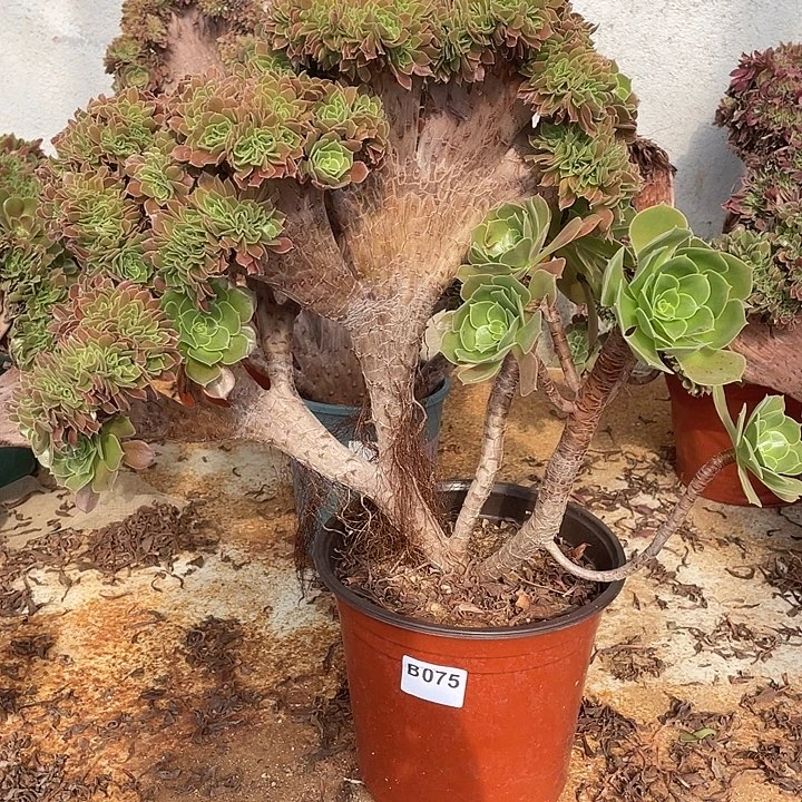 B075柠檬缀化48-1脱土包邮