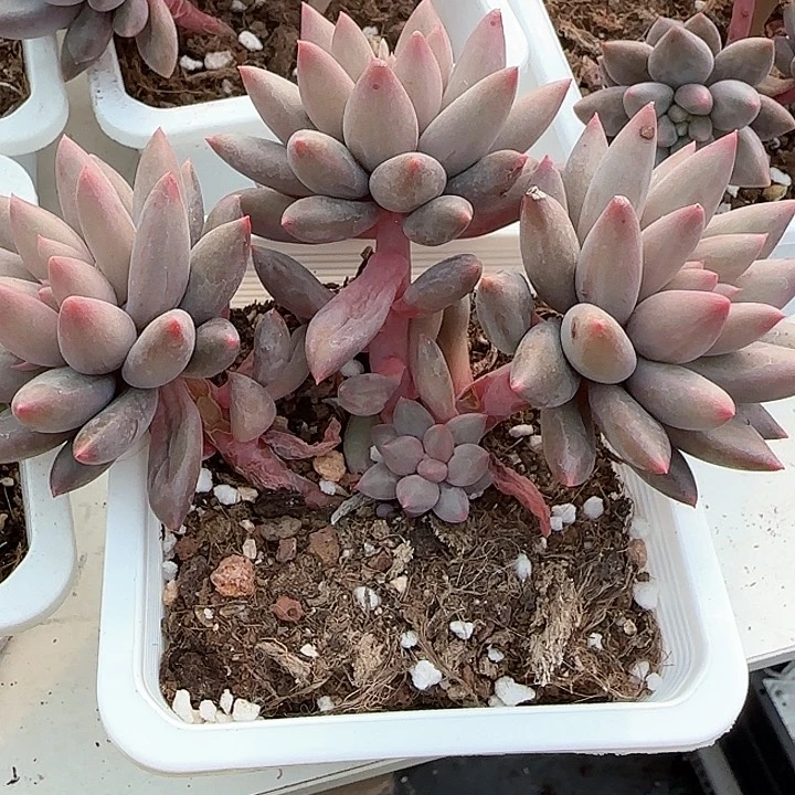 淡**定青蛙王子儿童牙膏111