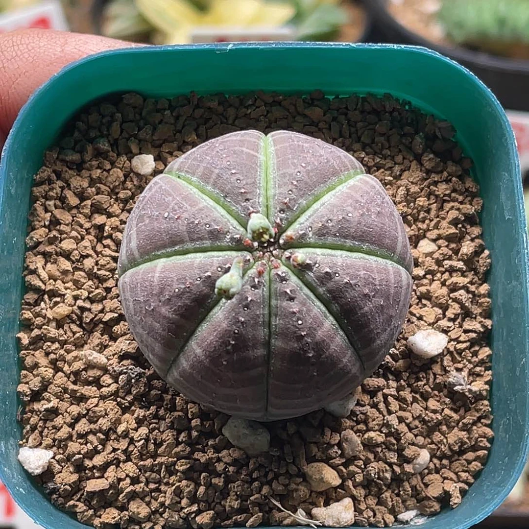 实生紫肌南瓜欧系布纹球