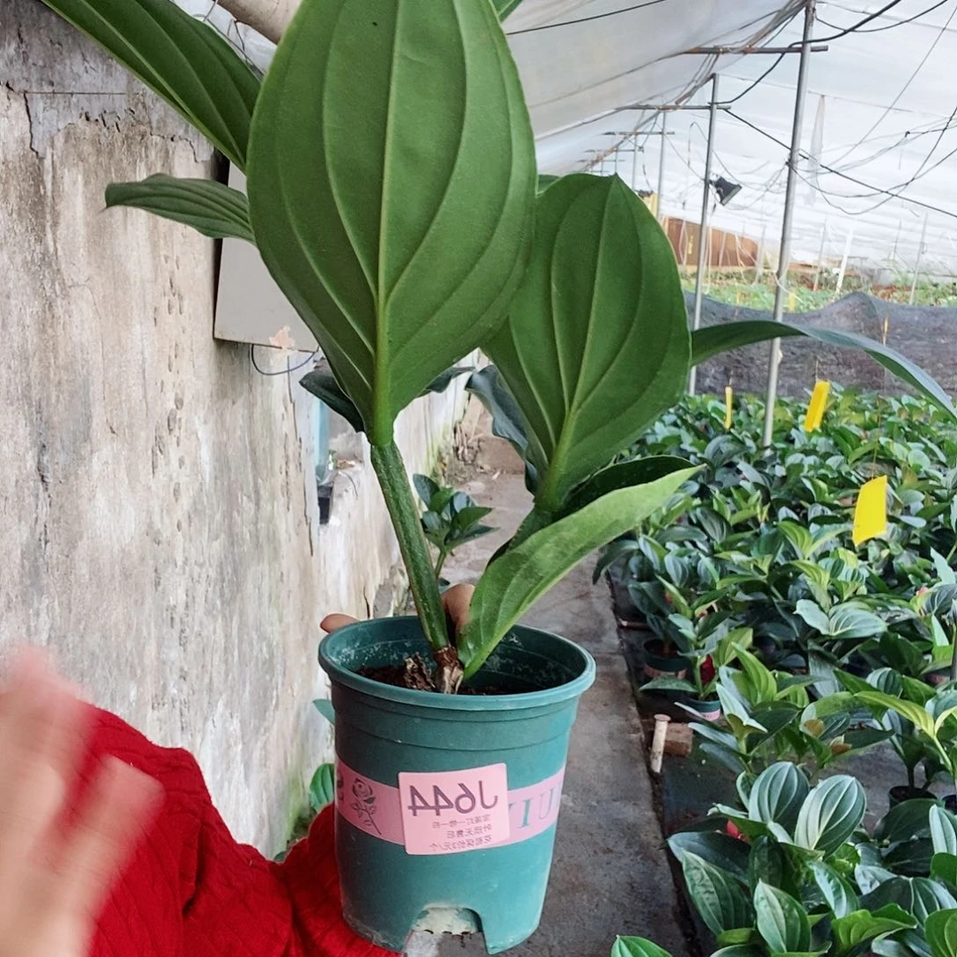 无花朵万**通木本花卉644