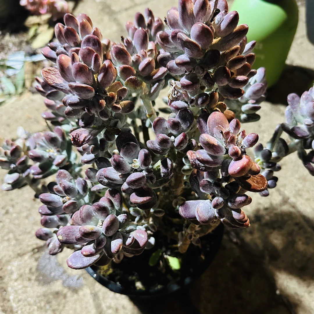 乒乓福娘  波妞精品多肉植物