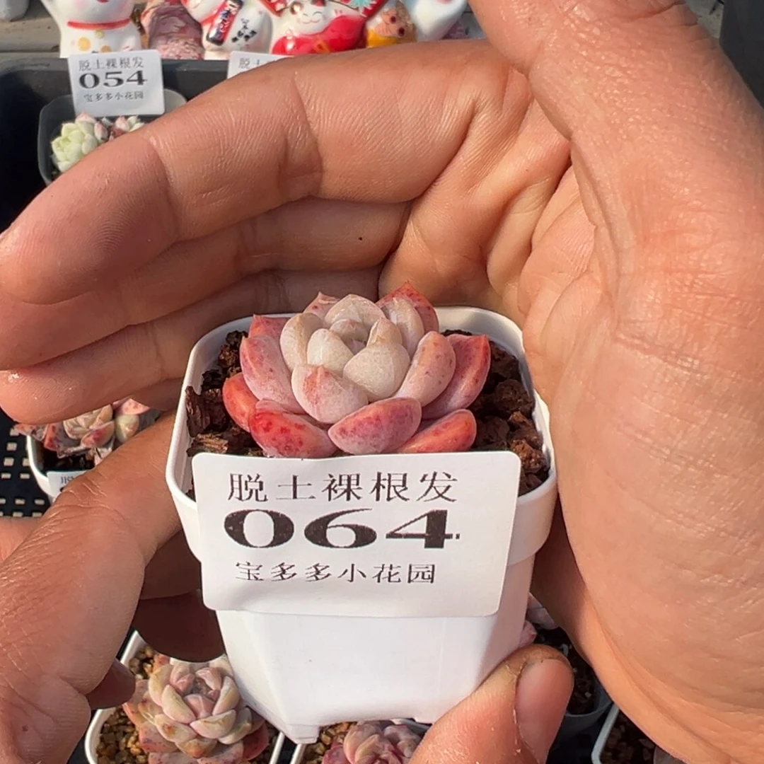 厚梦个体多肉满28包邮脱土发