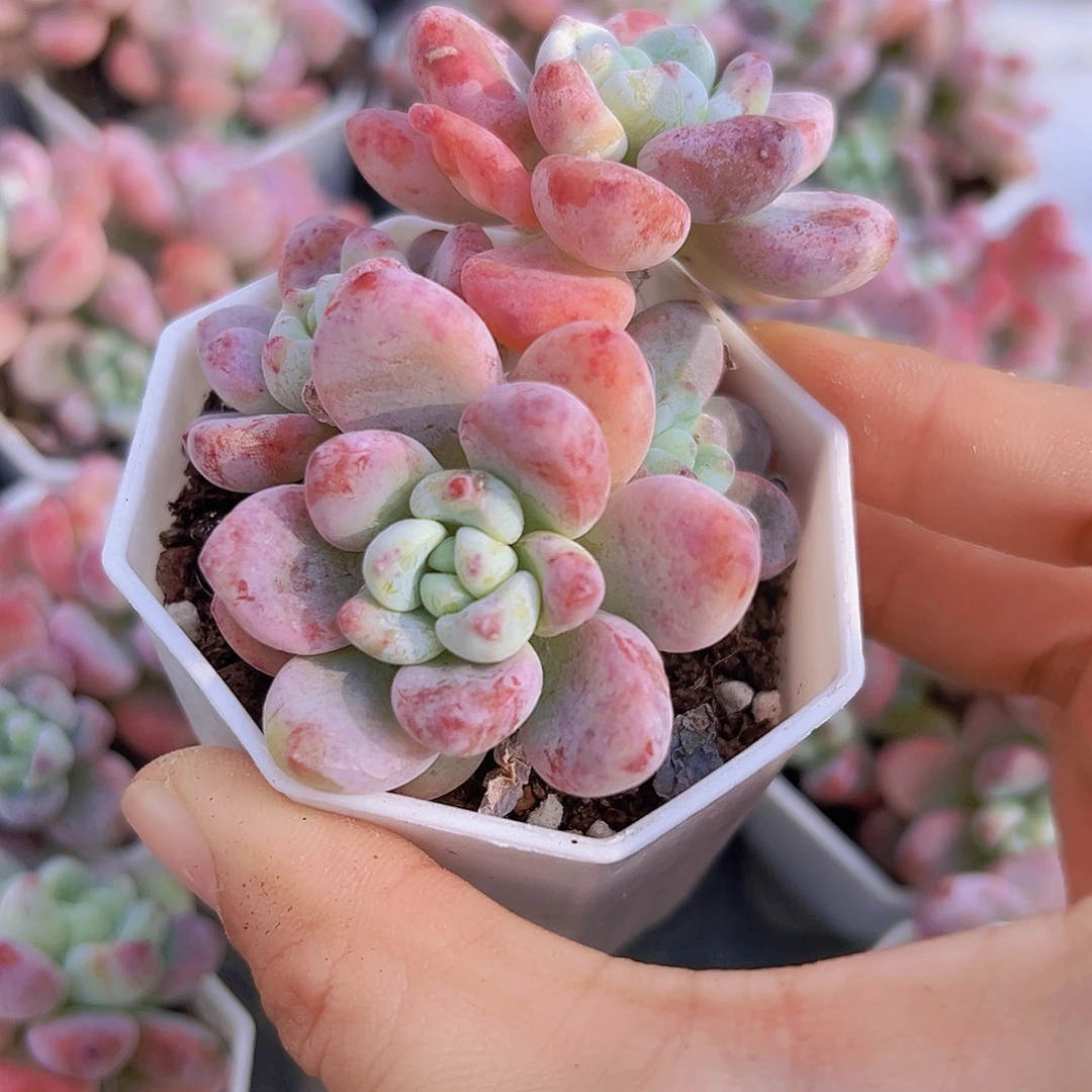 樱花罗琦19包邮多肉