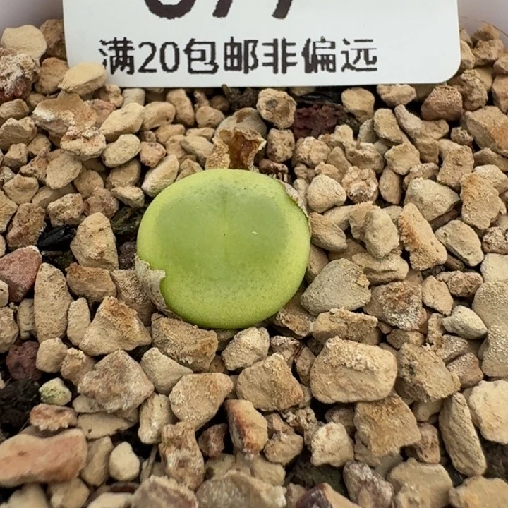 我****?677拉登带盆发货89。9