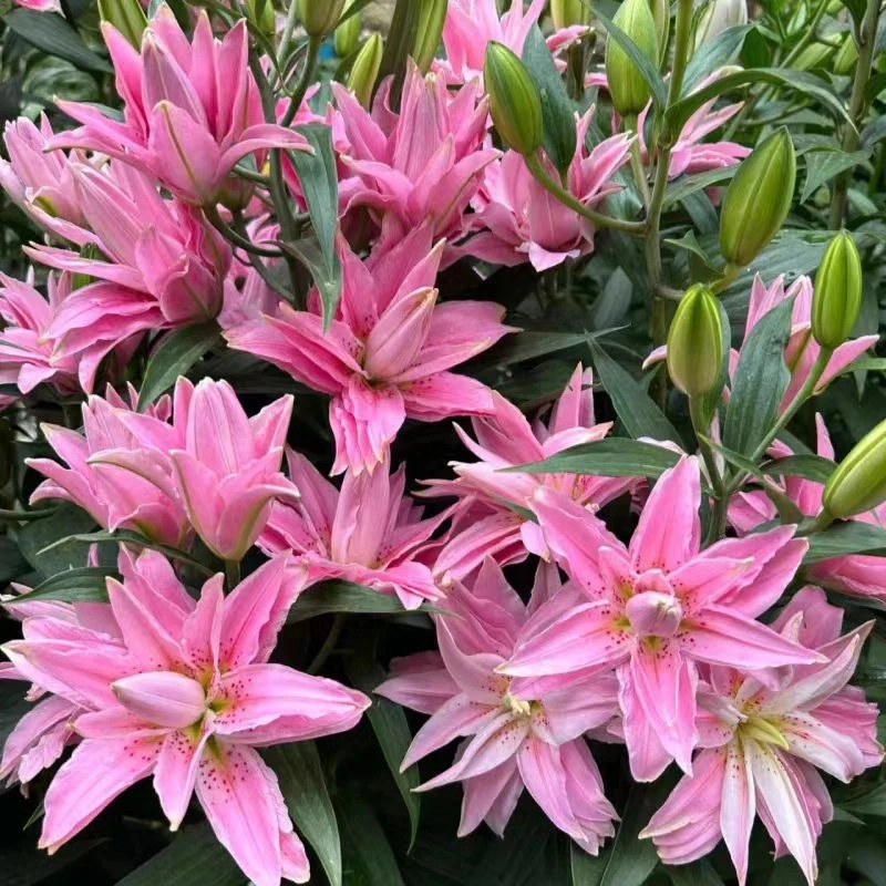 【百合种球】香水百合花好养活室内四季种植盆栽种球花苗