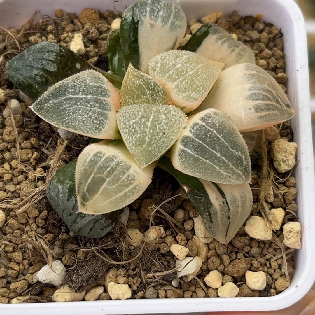 106糊斑千山雪锦哈哈哈哈