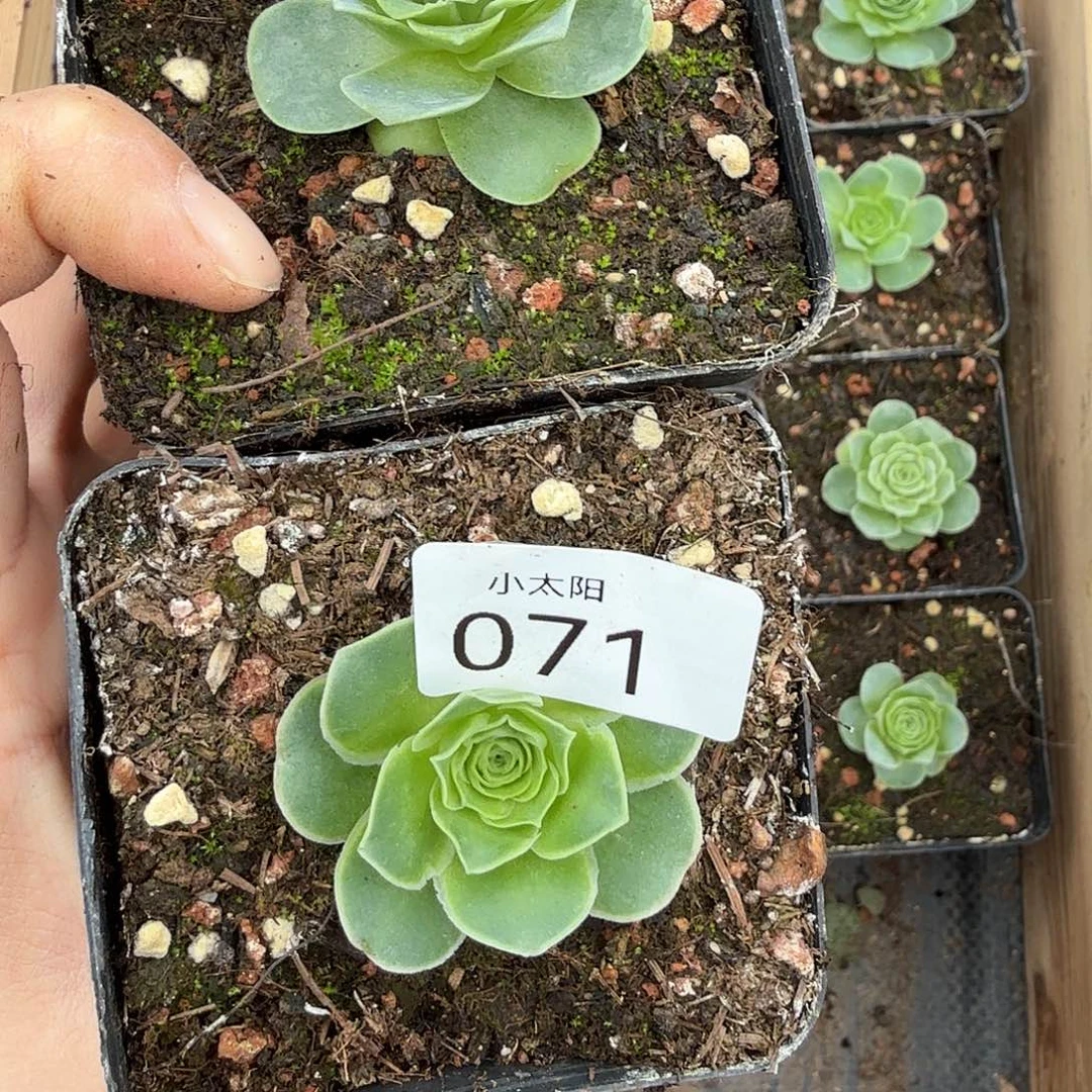 @****山地玫瑰。 69.    71。