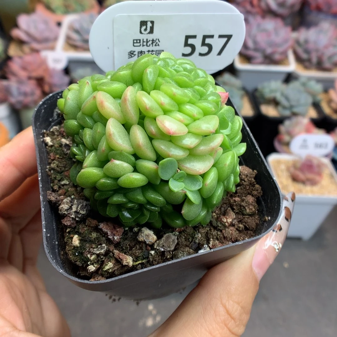 557灯泡叶麦杆多肉植物