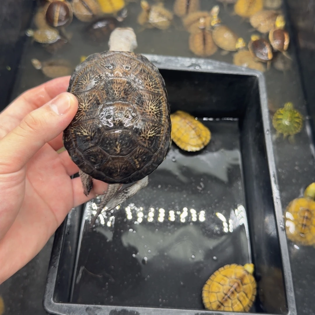 不分公母宠物龟欧泽