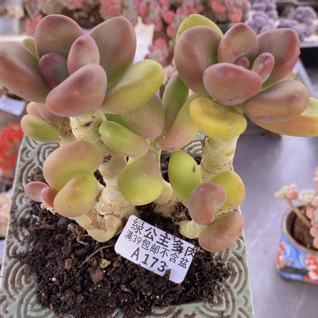 芒果奶12cm173多肉植物