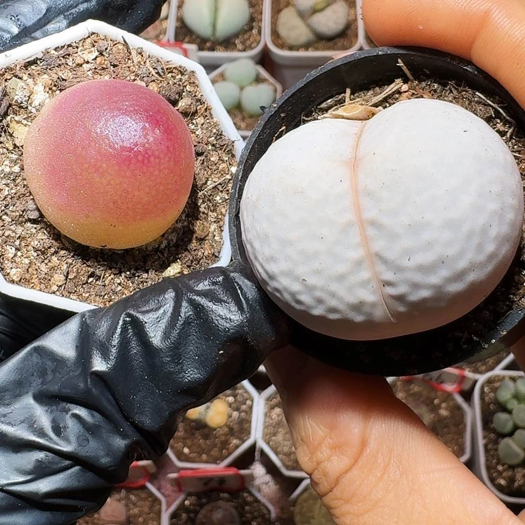 星**。生石花等植物11111111。  273