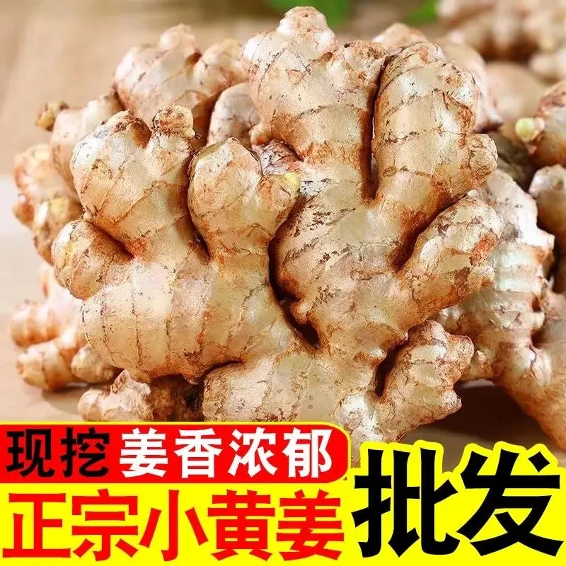 正宗云南小黄姜新姜老姜嫩姜月子姜香辣浓郁0.1/3/5/9斤现挖现发