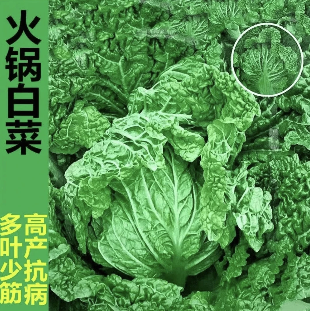 麻叶火锅菜大白菜种子无筋叶多高产耐贮秋播白菜种子（拍2送1）