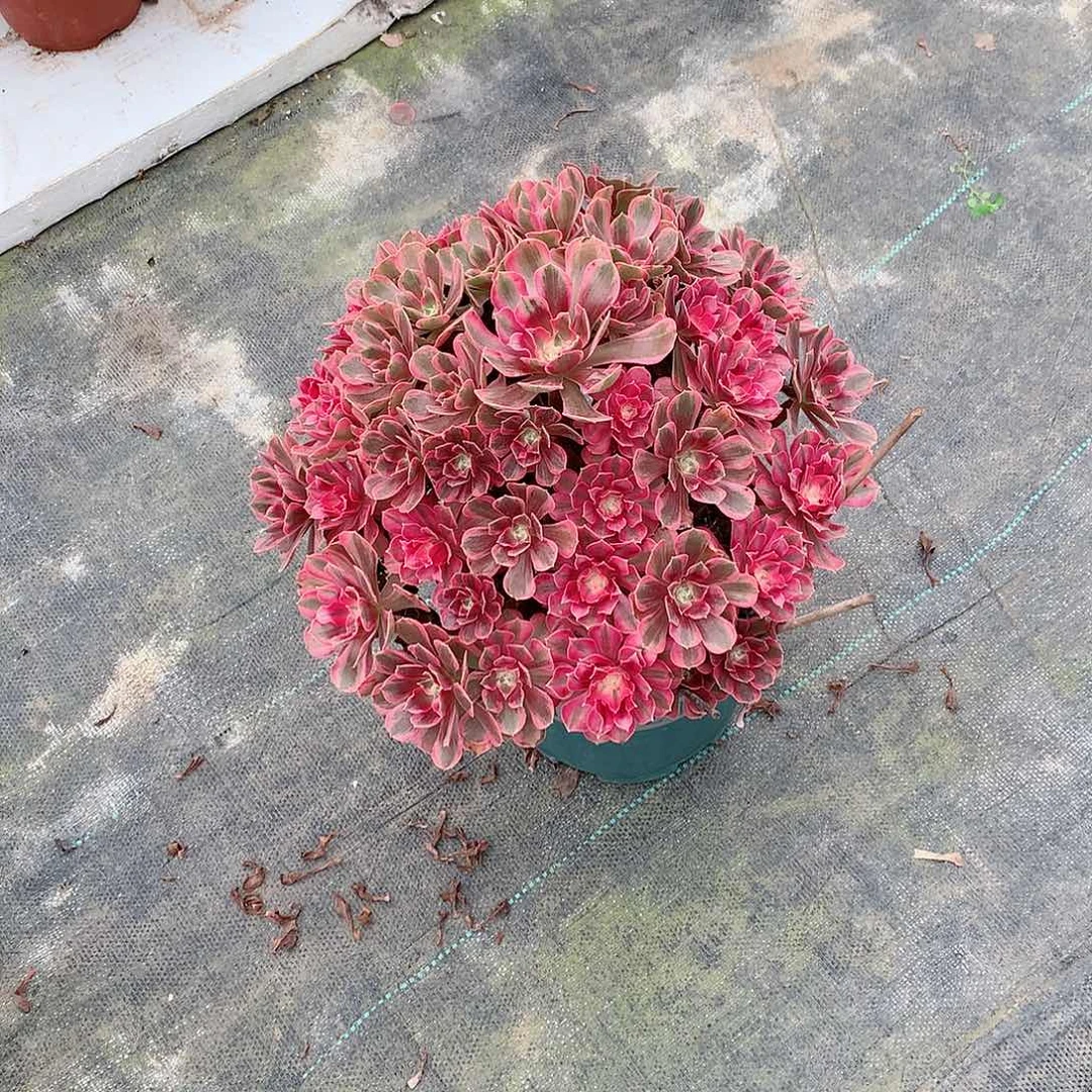 【闪购商品】九**莉花样年华，多肉