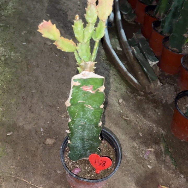 寻***生当前无花栽培后可以开花白羽毛158