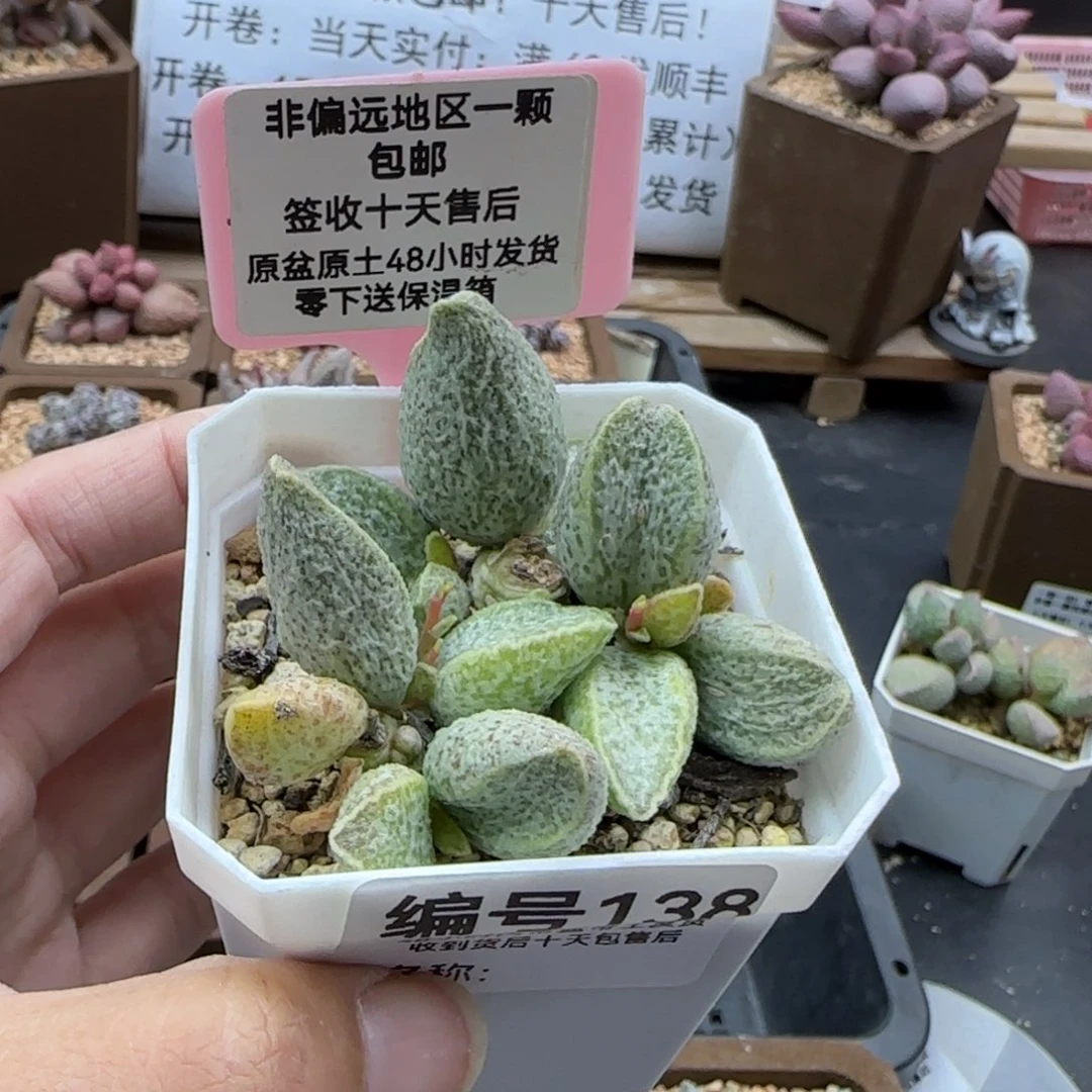 138抹茶多肉植物