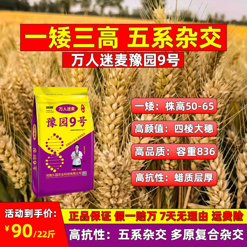豫园9号五系杂交一矮三高抗倒大穗抗旱抗寒抗冻矮杆大穗